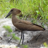 Hamerkop